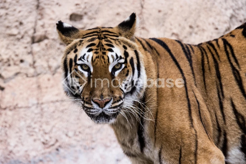Majestic Tiger