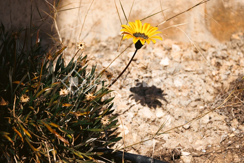 Solitary Yellow Flower