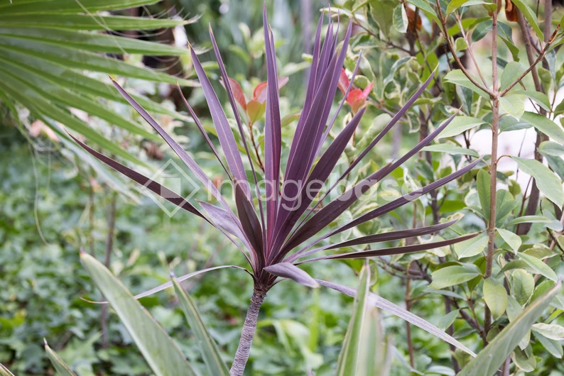 Vibrant Foliage