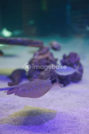Underwater Stingray