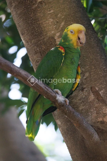 Colorful Parrot in Nature