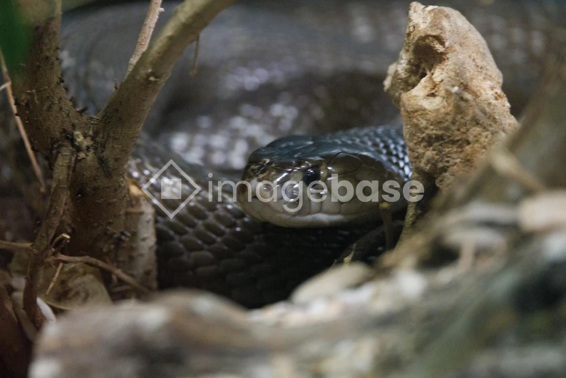 Coiled Snake in Natural Habitat