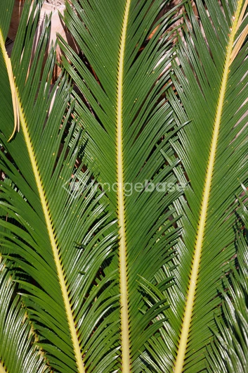 Symmetry in Palm Leaves