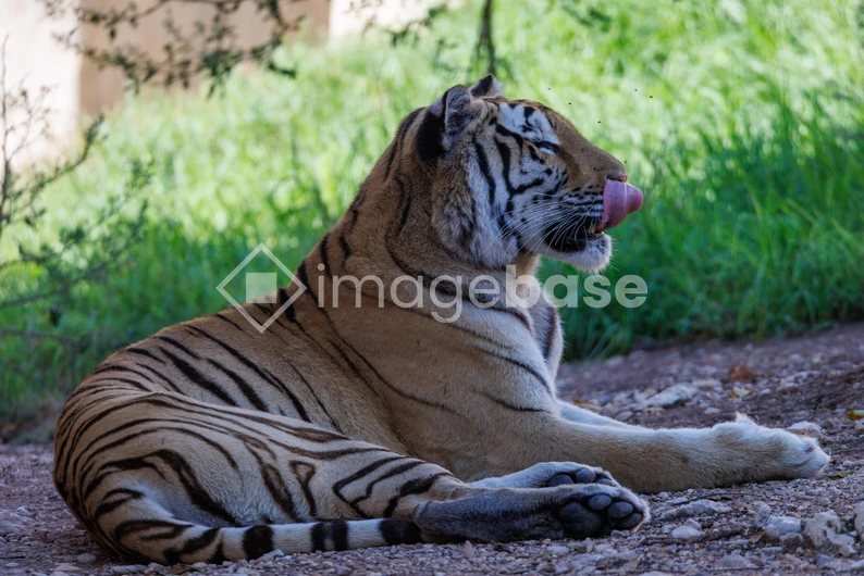 Resting Tiger