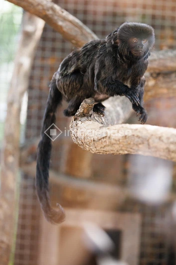 Tamarin on a Branch