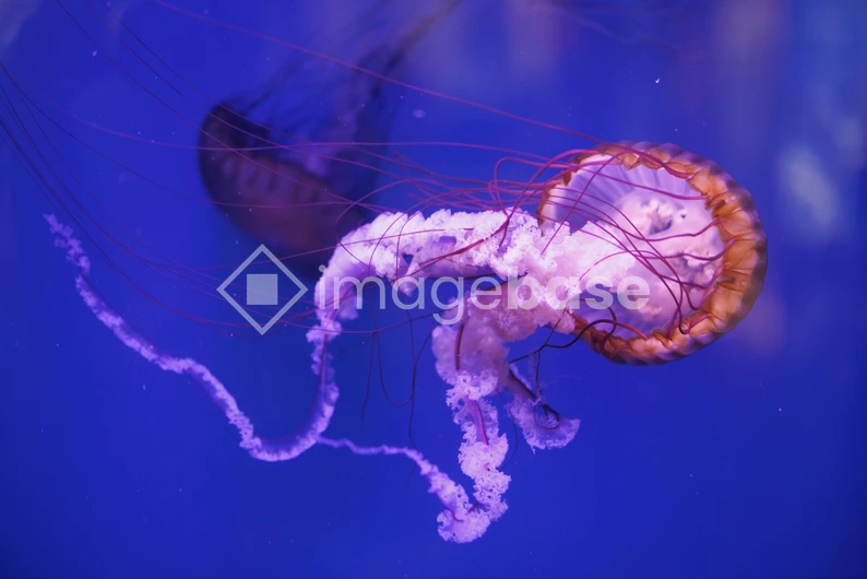 Jellyfish in Ocean Blue