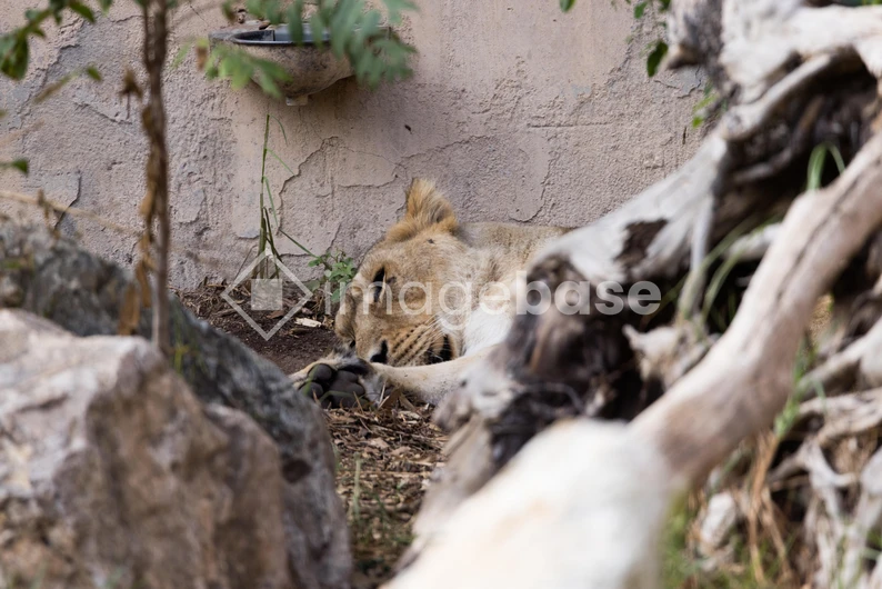 Resting Lion