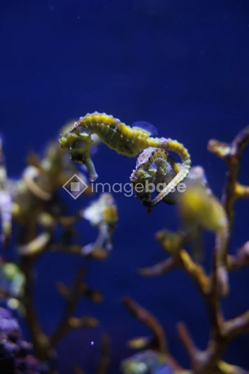 Seahorses in Aquarium