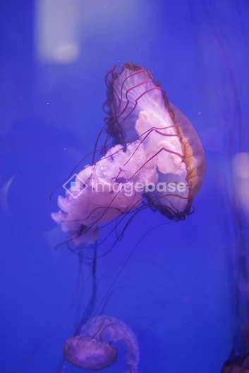 Jellyfish in Blue Waters