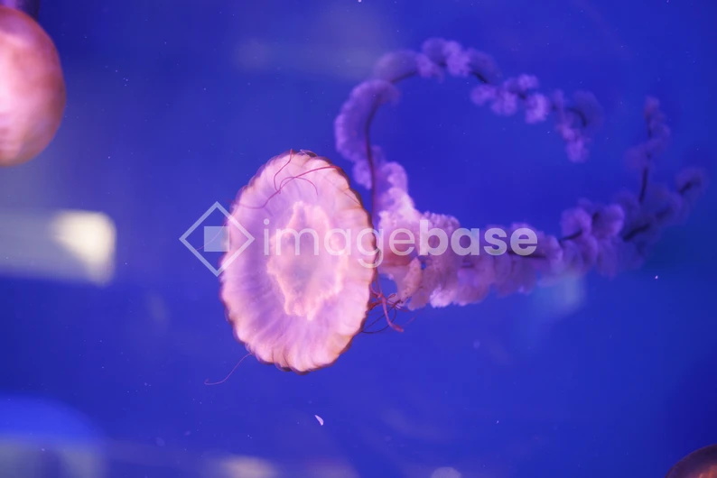Jellyfish in Blue Water