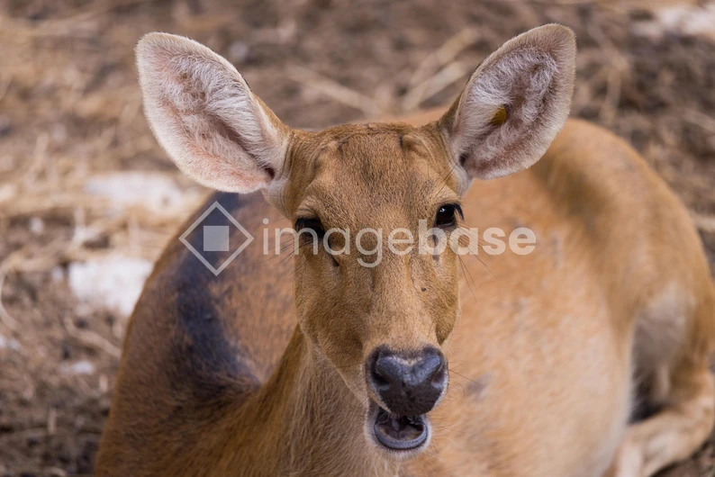 Close-up of a Calm Deer