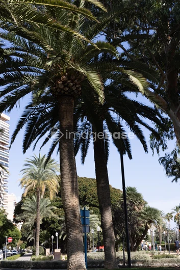 Palm Trees in Urban Park