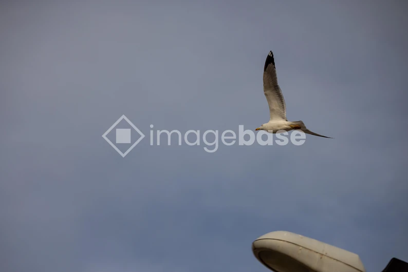 Soaring Seagull