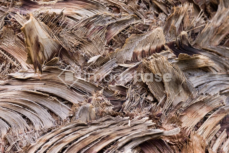 Natural Texture of Tree Bark