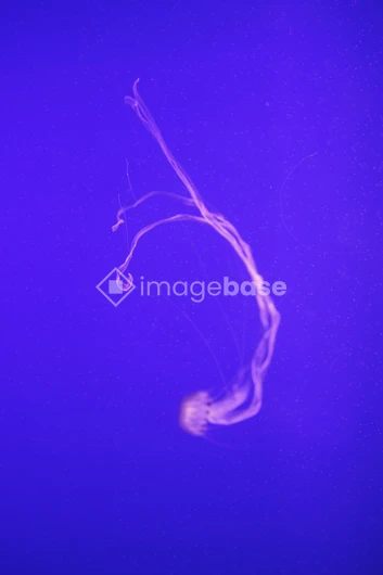 Graceful Jellyfish in Blue Waters