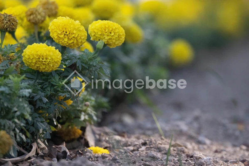 Vibrant Yellow Blossoms