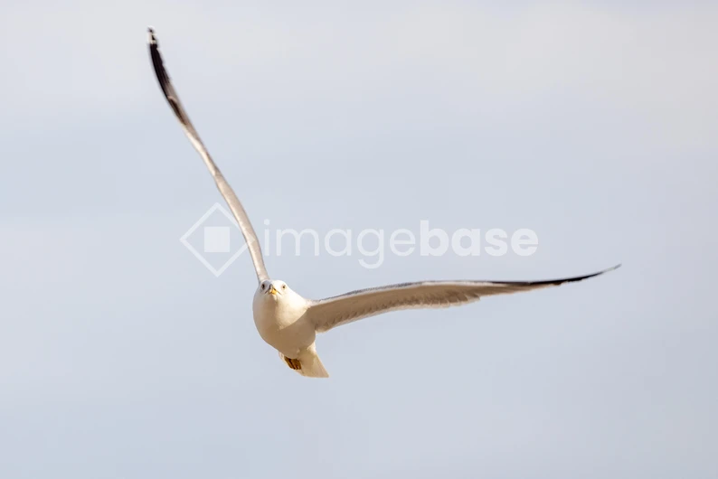 Soaring Seagull in Flight