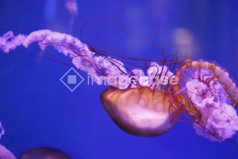 Floating Jellyfish