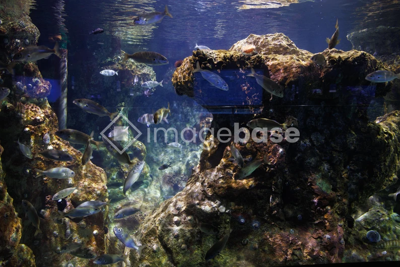 Underwater Aquarium Scene