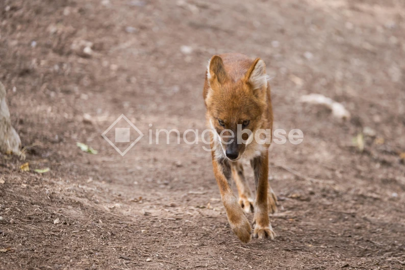 Wild Canine on Dirt Path