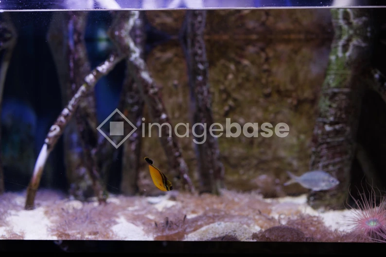 Aquarium Scene with Fish