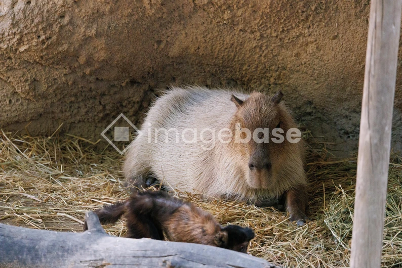 Capybara in Habitat