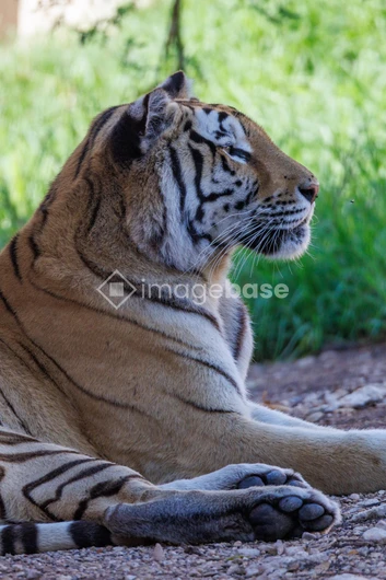 Tiger in Natural Habitat