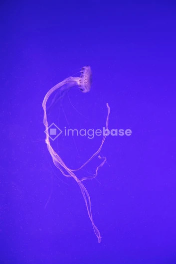 Floating Jellyfish