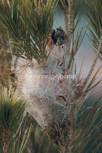 Insect Web on Pine Tree