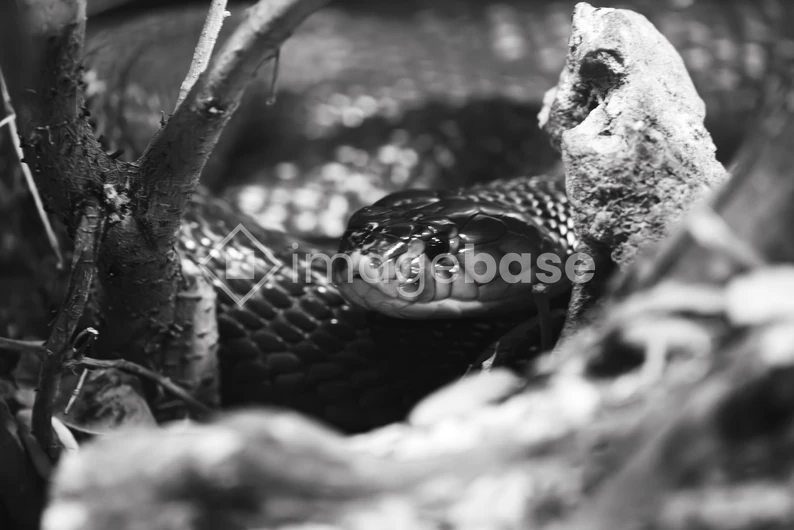 Serpentine Gaze
