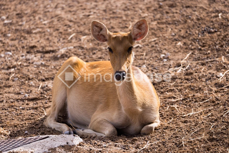 Resting Deer