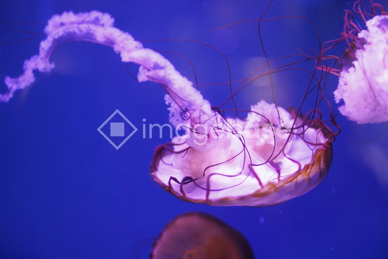 Graceful Jellyfish in Blue Waters