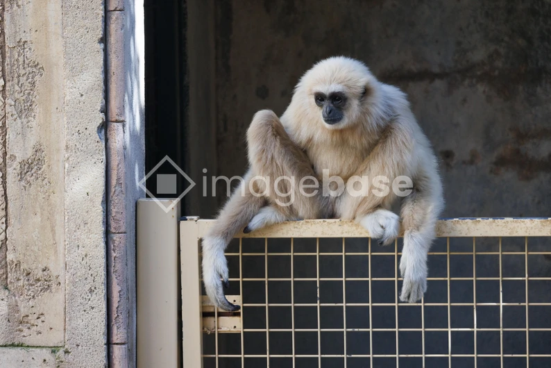 Gibbon Resting on Enclosure Fence