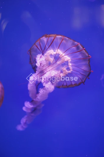 Jellyfish in Oceanic Blue