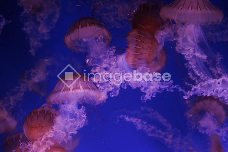 Mesmerizing Jellyfish in Deep Blue