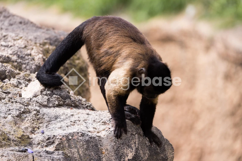 Monkey on a Rock
