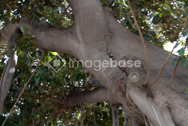 Lush Tree Canopy