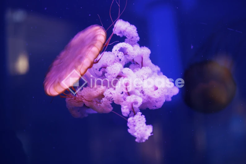 Jellyfish in the Ocean