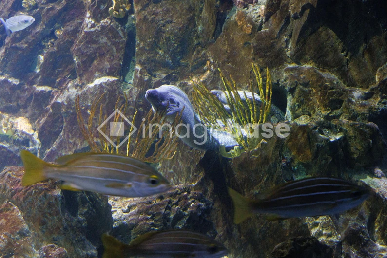 Underwater Scene with Fish and Eel
