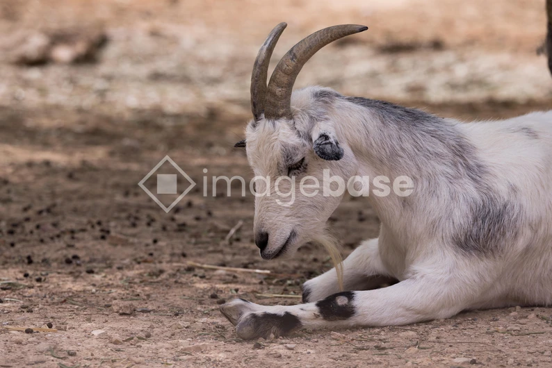 Resting Goat on Dirt Ground