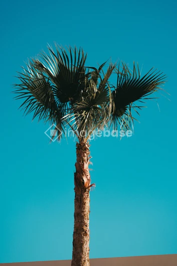 Lone Palm Against Blue Sky