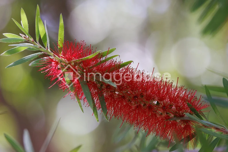 Vibrant Red Bottlebrush Flower