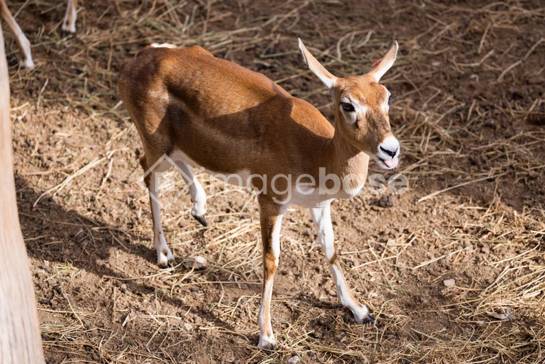 Young Antelope in Sunlight