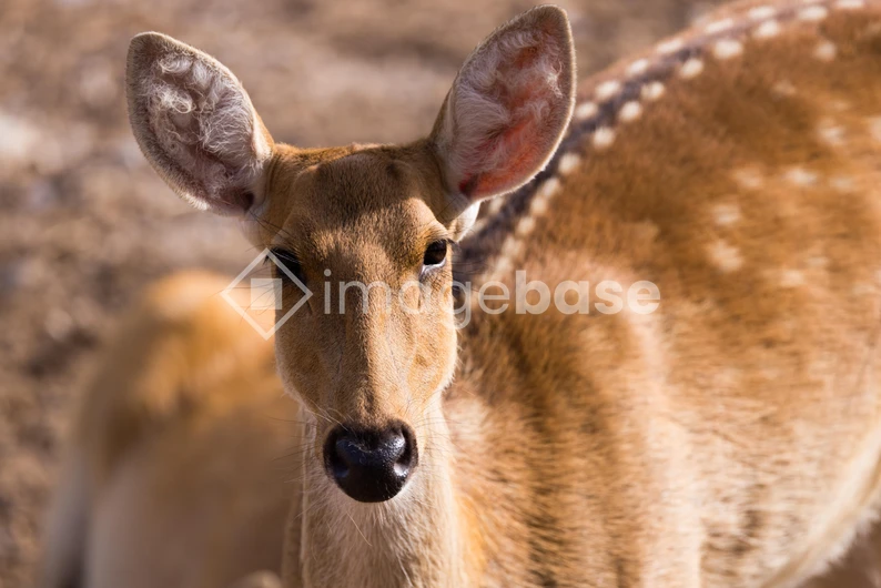 Close-Up of a Deer