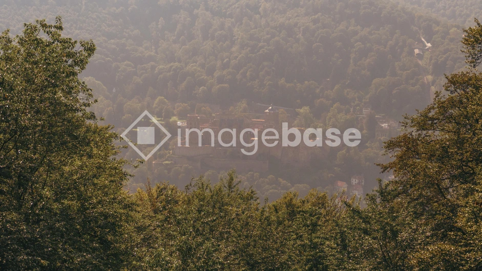 Misty Forest Overlook