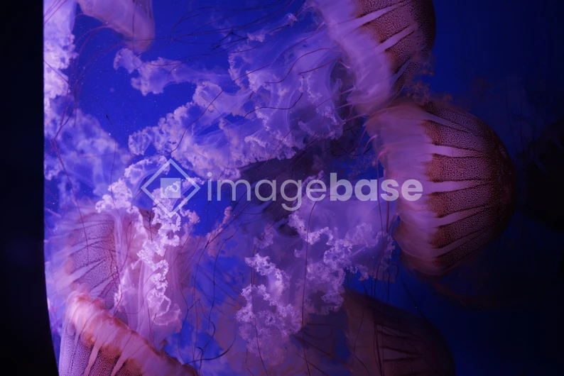Enchanting Jellyfish in Blue Waters