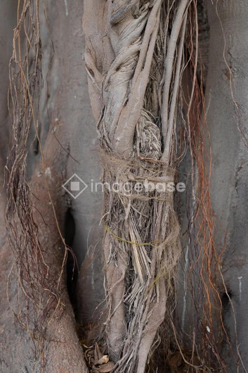 Natural Textures Close-Up