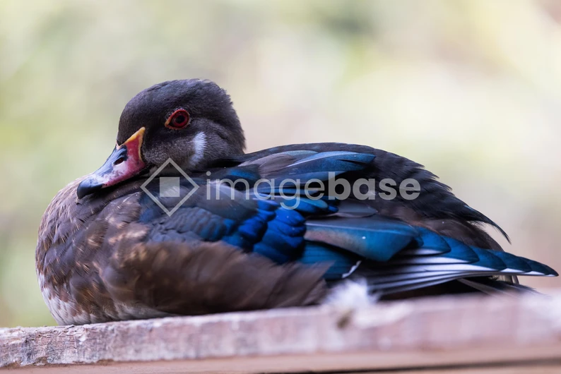 Resting Duck