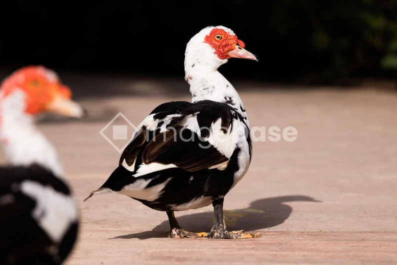 Muscovy Duck Close-up