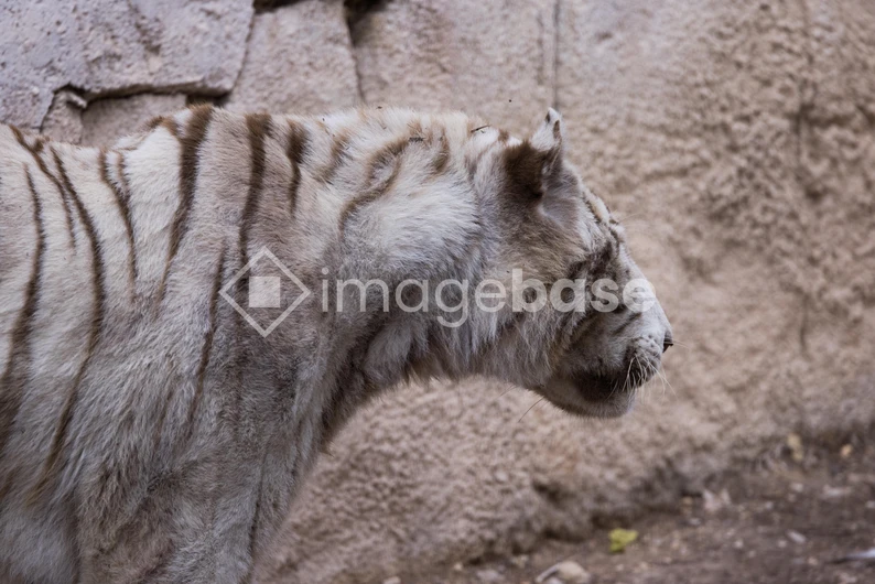 White Tiger in Profile